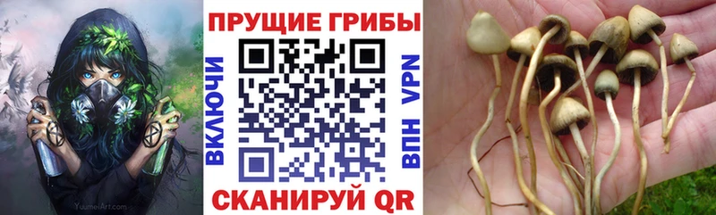 Псилоцибиновые грибы ЛСД  где можно купить наркотик  Суздаль 